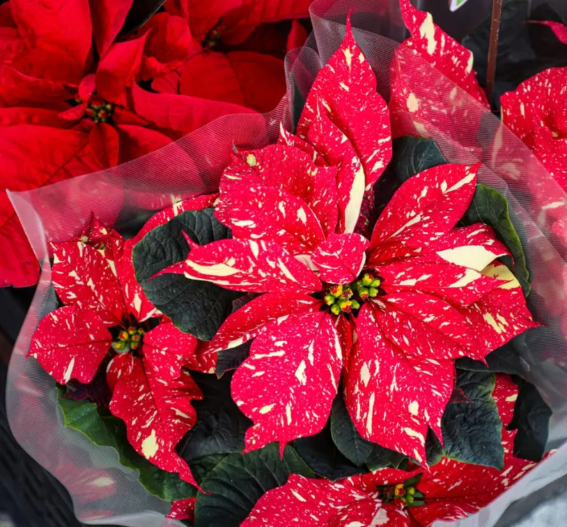 The Ultimate Guide to Watering Poinsettias: Keep Your Holiday Plant Thriving!