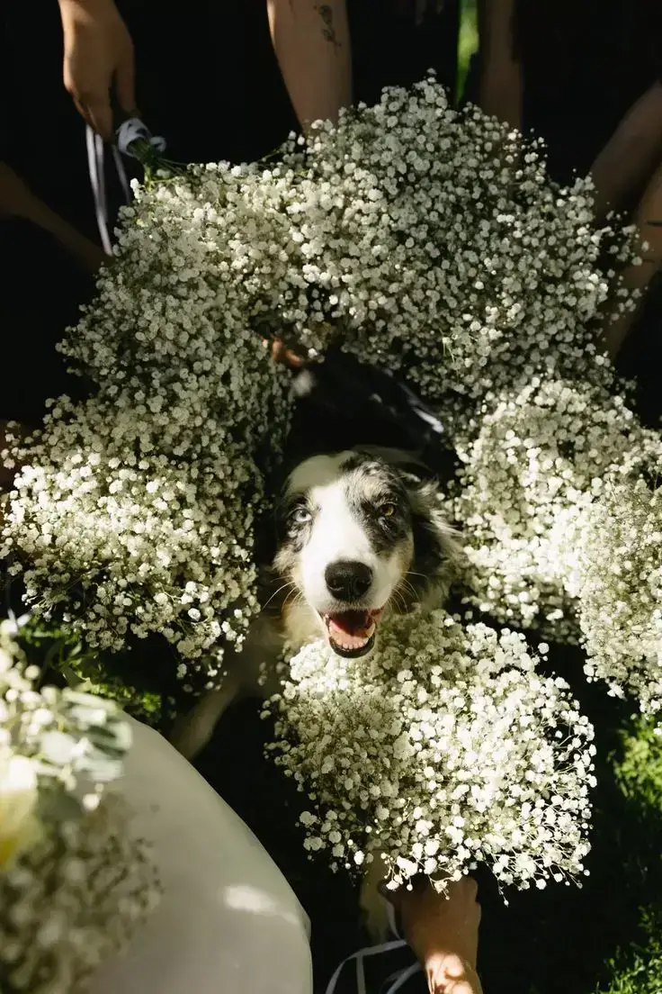 Including Fido: Making Your Four-Legged Friend a Part of Your Special Day